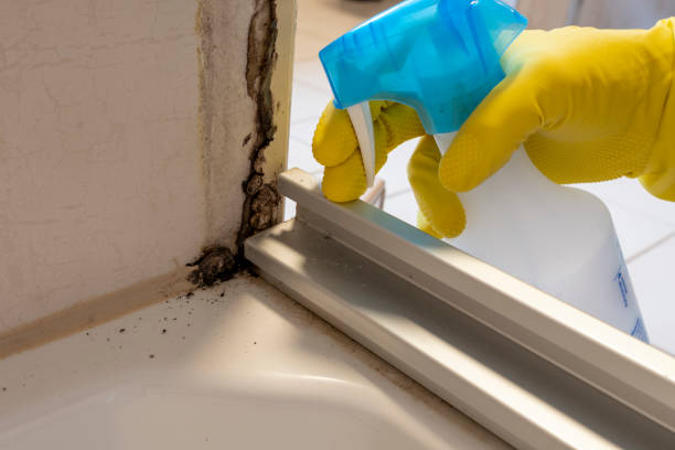 Professional Mold Remediation in Watergate, FL