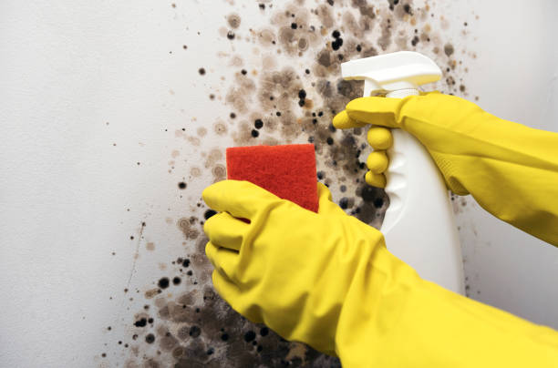 Best Industrial Mold Remediation in Watergate, FL