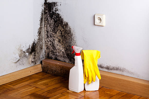 Best Black Mold Remediation in Watergate, FL
