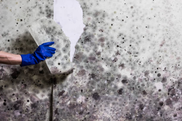 Best Post-Flood Mold Remediation in Watergate, FL